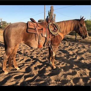 Meet your Posher, Seanea